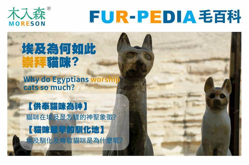 埃及為何如此崇拜貓咪？