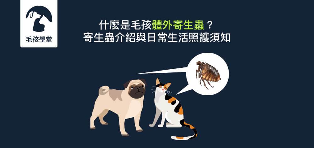 什麼是寵物體外寄生蟲？犬貓寄生蟲介紹與日常生活照護須知