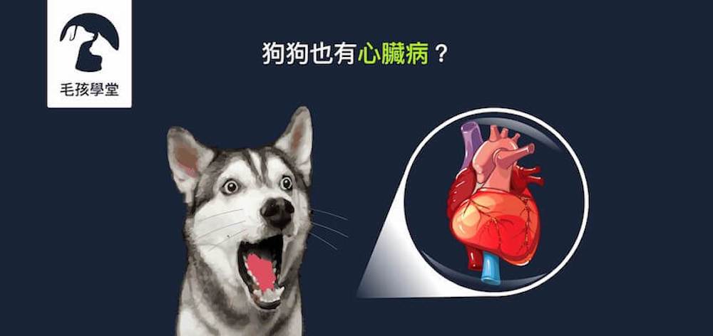 狗狗也有心臟病？讓醫師告訴你狗狗心臟病的預防與治療