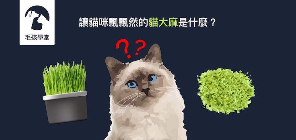 讓貓咪飄飄然的貓大麻是什麼？餵食貓薄荷又有哪些該注意的地方