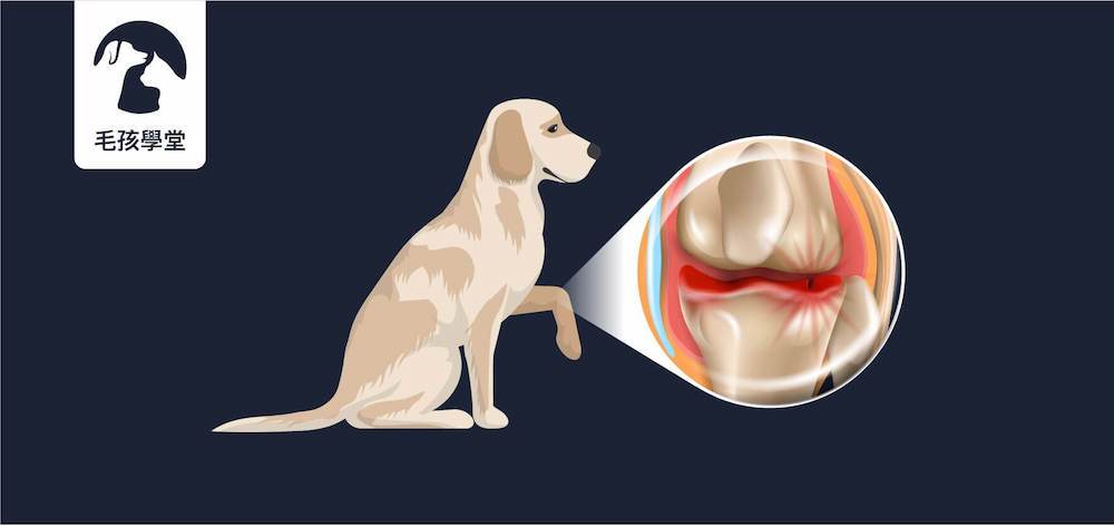 常見狗狗關節疾病的成因、症狀、預防與好發犬種