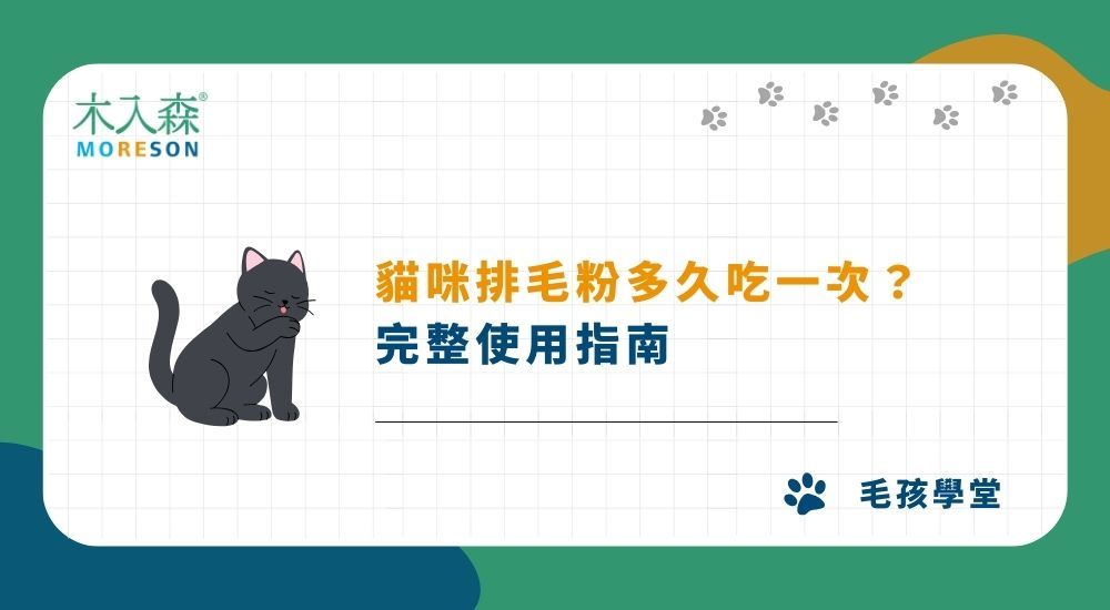 貓咪皮膚結痂是怎麼回事？常見原因、症狀與照護方法一次看懂