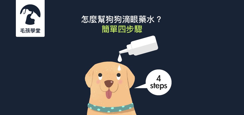 簡單四步驟，輕鬆幫狗狗點眼藥水