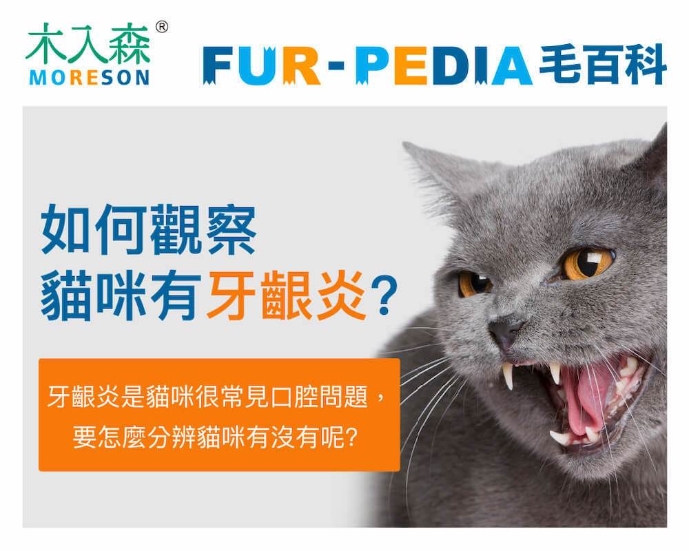 如何觀察貓咪有牙齦炎?