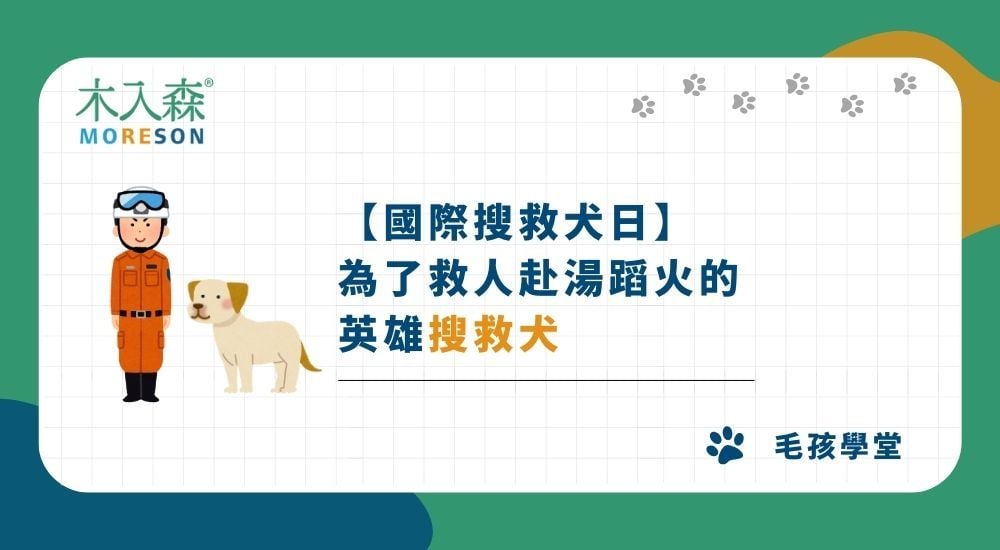 【國際搜救犬日】為了救人赴湯蹈火的英雄：搜救犬