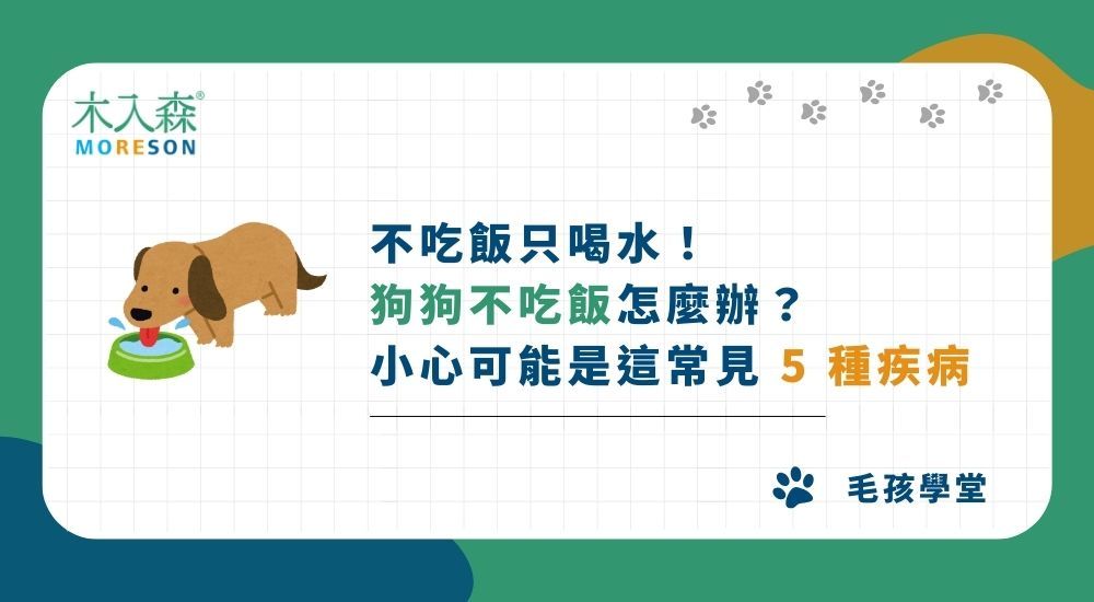 突然不吃飯！狗狗不吃飯怎麼辦？小心可能是這 5 種疾病！