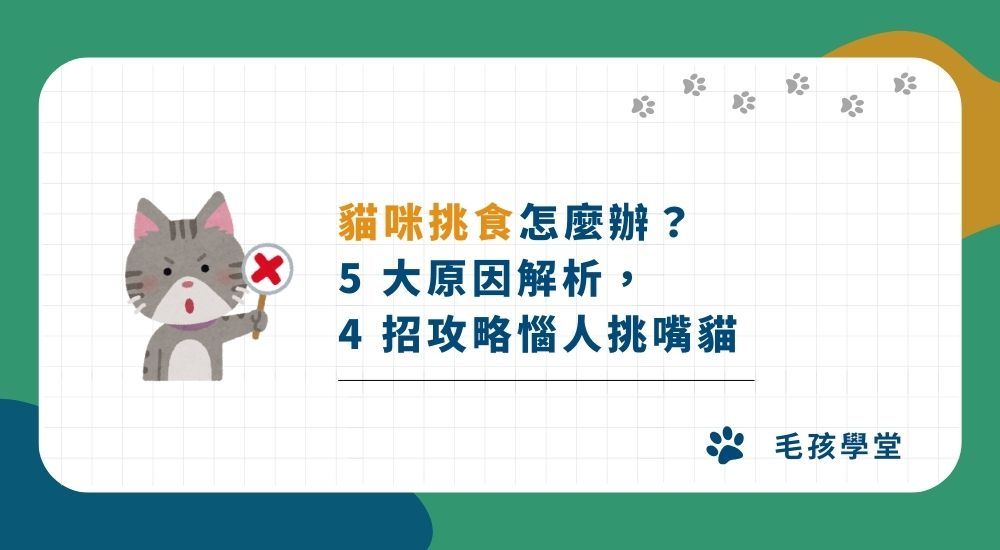 又不吃！貓咪挑食怎麼辦？5 大原因解析，教你 4 招成功攻略惱人挑嘴貓