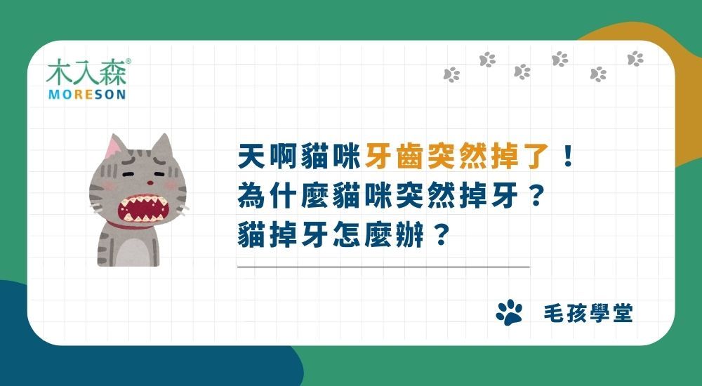 天啊貓咪牙齒突然掉了！為什麼貓咪突然掉牙？貓掉牙怎麼辦？