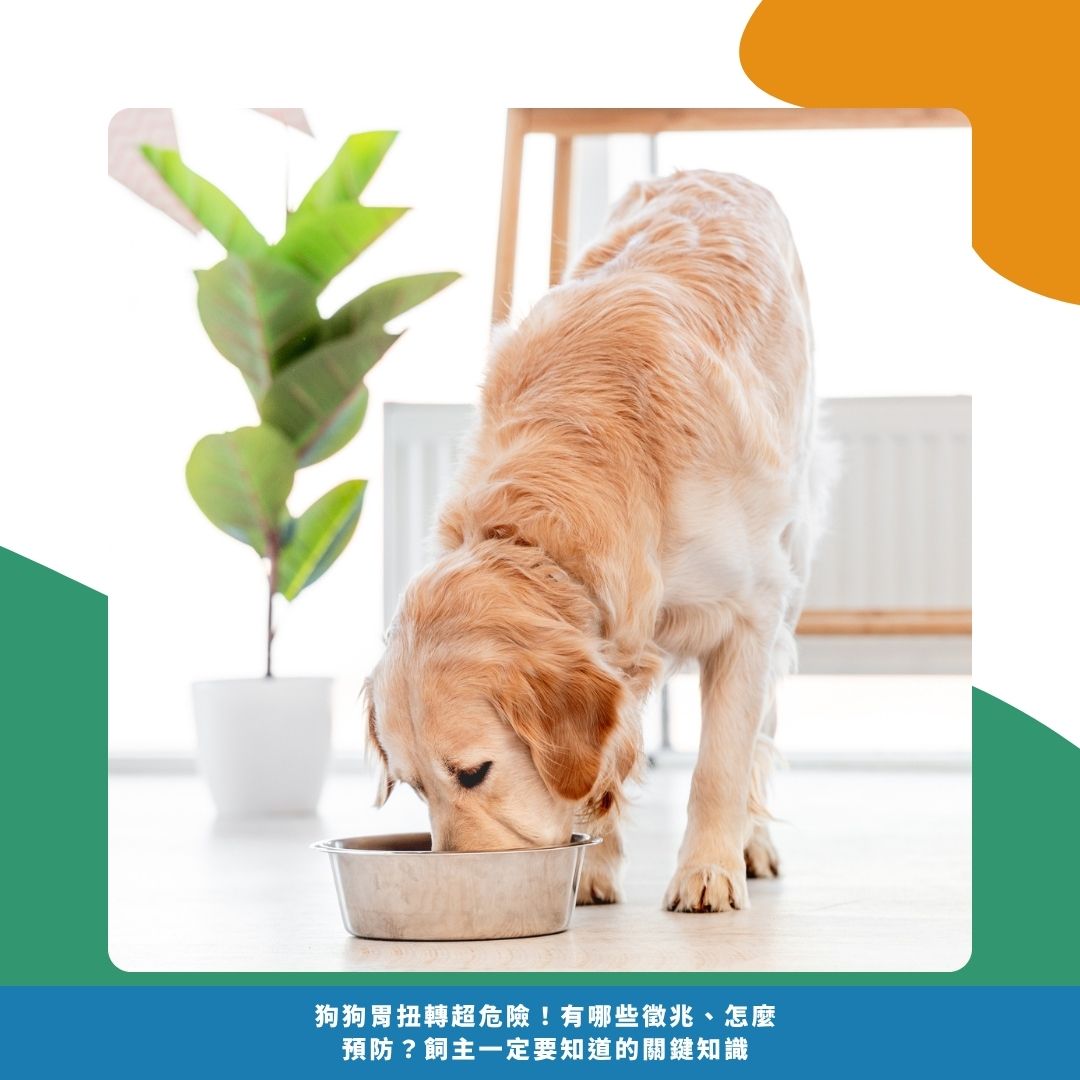 什麼是「胃扭轉」？為什麼這麼嚴重？