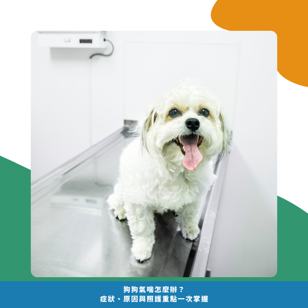 什麼是狗狗氣喘