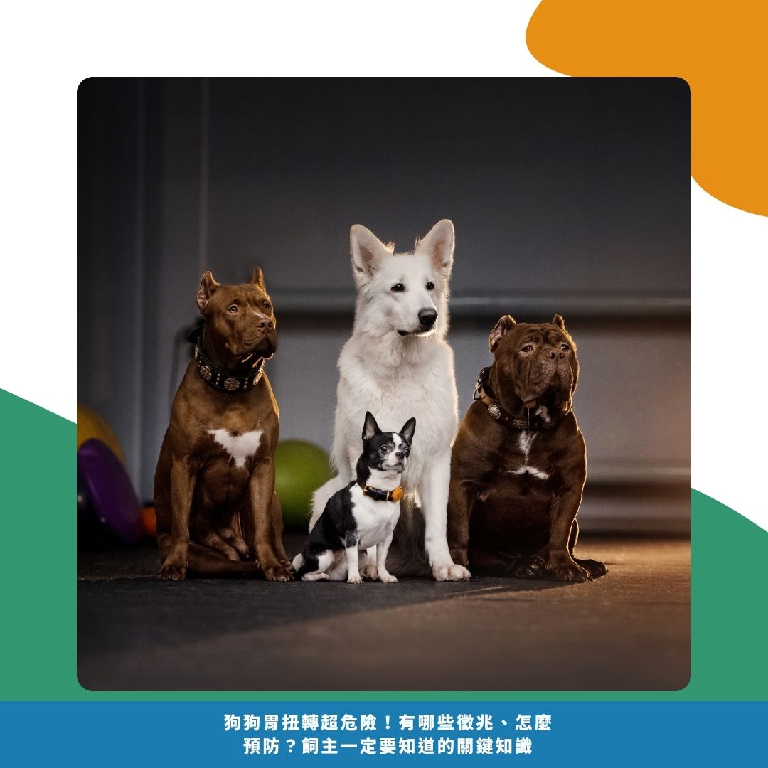 哪些狗狗比較容易發生？