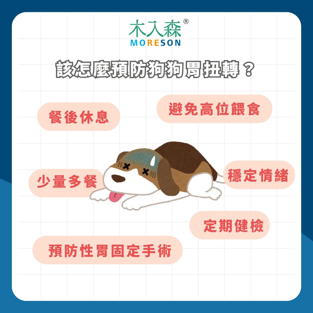 在日常生活中該如何預防狗狗胃扭轉？