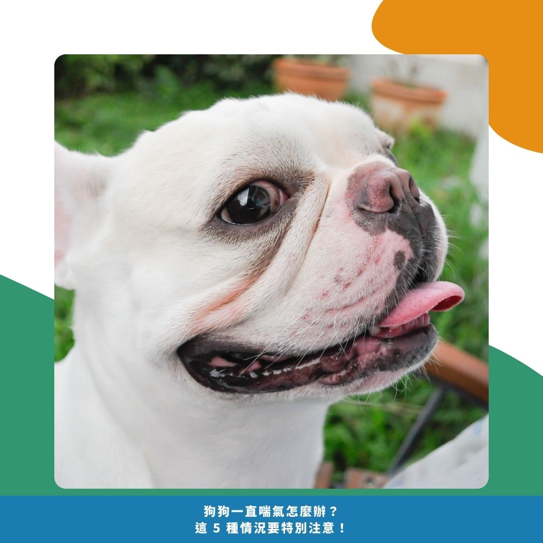 夏天狗狗喘氣的 5 大常見原因