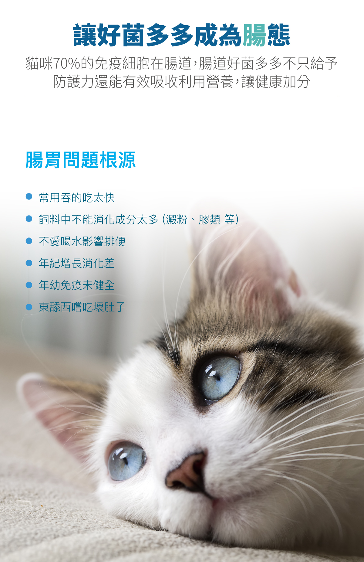 套組詳情頁_設計_貓排毛粉+貓活菌寶_6