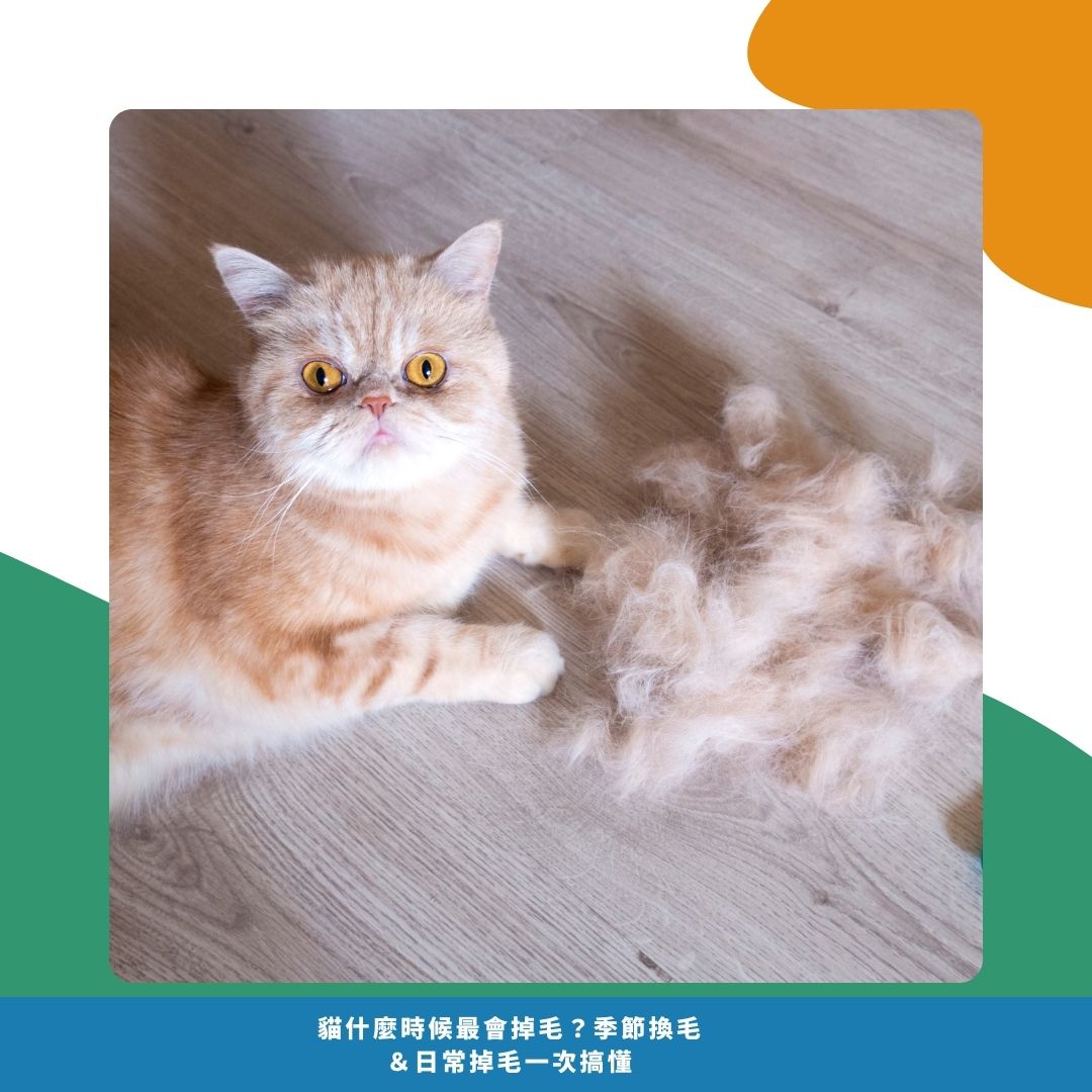 如何判斷貓咪是正常掉毛 vs. 異常掉毛