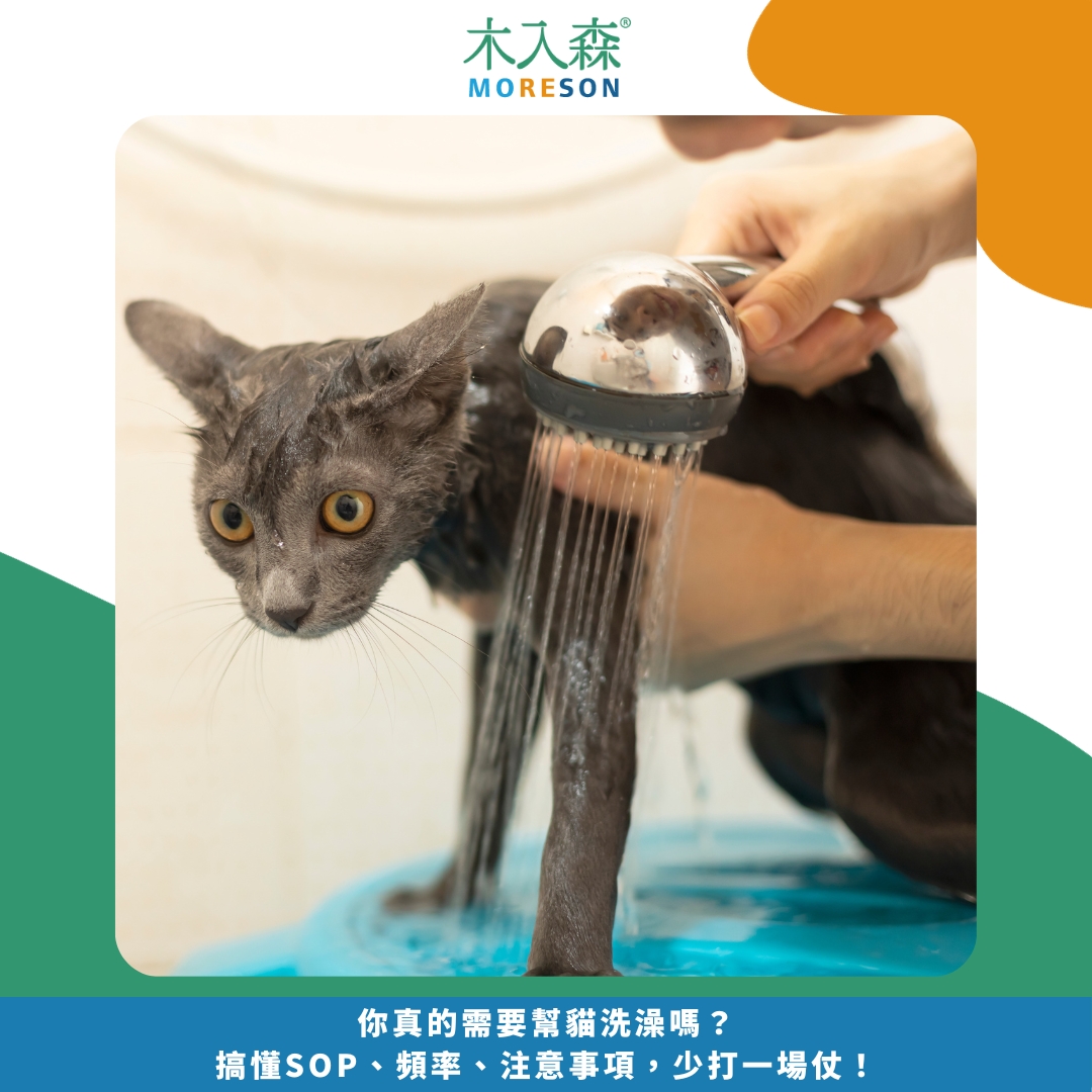 你真的需要幫貓洗澡嗎？搞懂SOP、頻率、注意事項，少打一場仗！