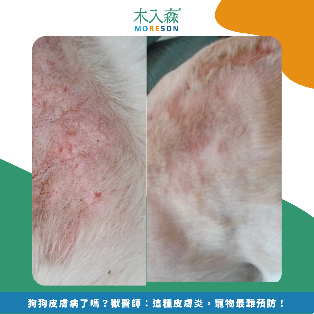 狗狗皮膚病了嗎？獸醫師：這種皮膚炎，寵物最難預防！