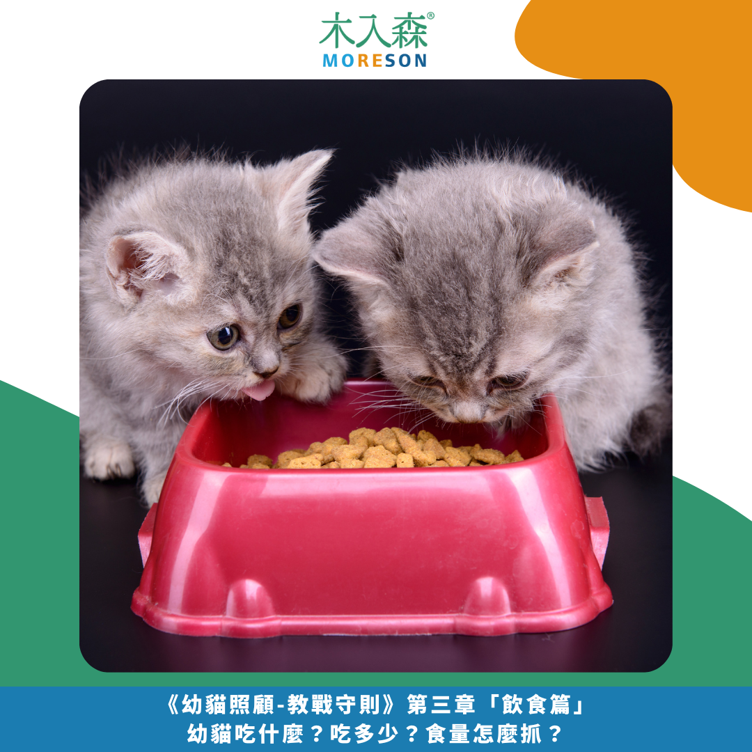 《幼貓照顧-教戰守則》第三章「飲食篇」幼貓吃什麼？吃多少？食量怎麼抓？