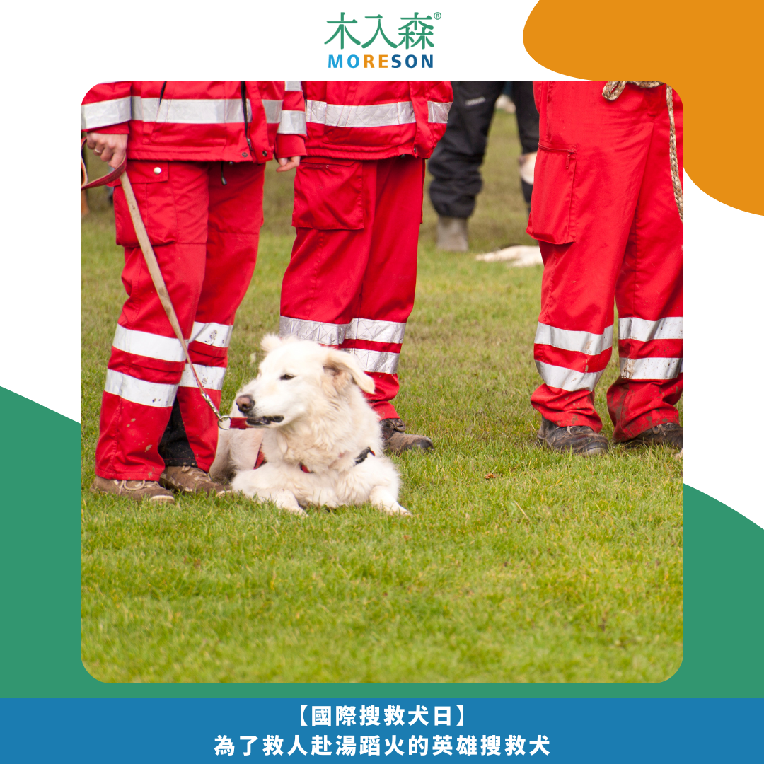 【國際搜救犬日】 為了救人赴湯蹈火的英雄搜救犬