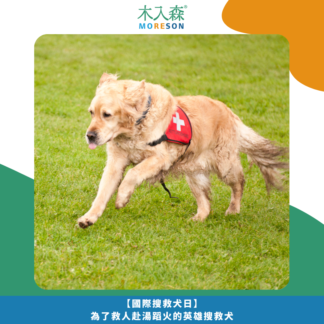 【國際搜救犬日】 為了救人赴湯蹈火的英雄搜救犬