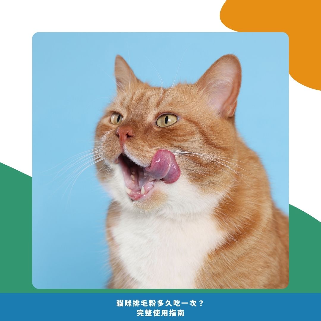 排毛粉多久吃一次