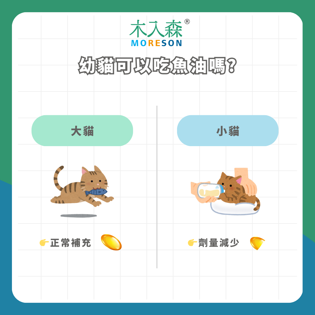 幼貓可以吃魚油嗎？專家：不是不行，劑量要給對！