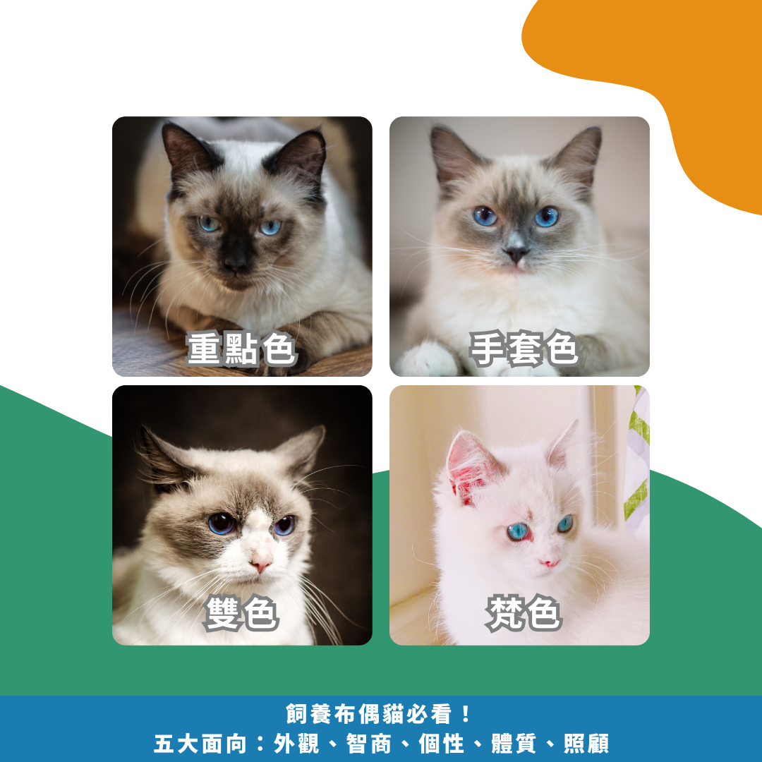 2025飼養布偶貓必看！五大面向：外觀、智商、個性、體質、照顧