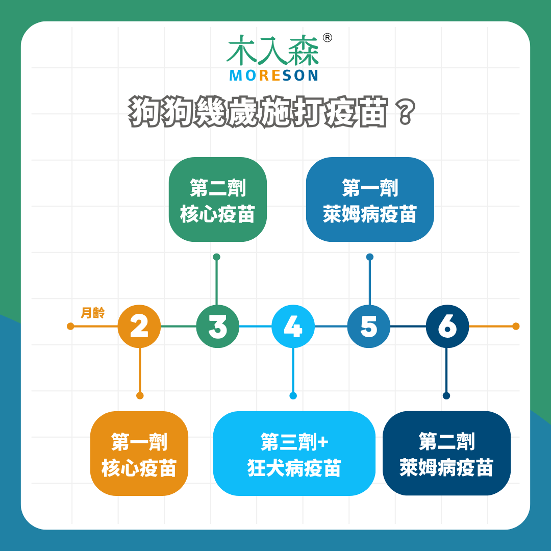 新手飼主必看！狗狗疫苗順序、種類與費用懶人包，你不能不知到的關鍵時程與注意事項！