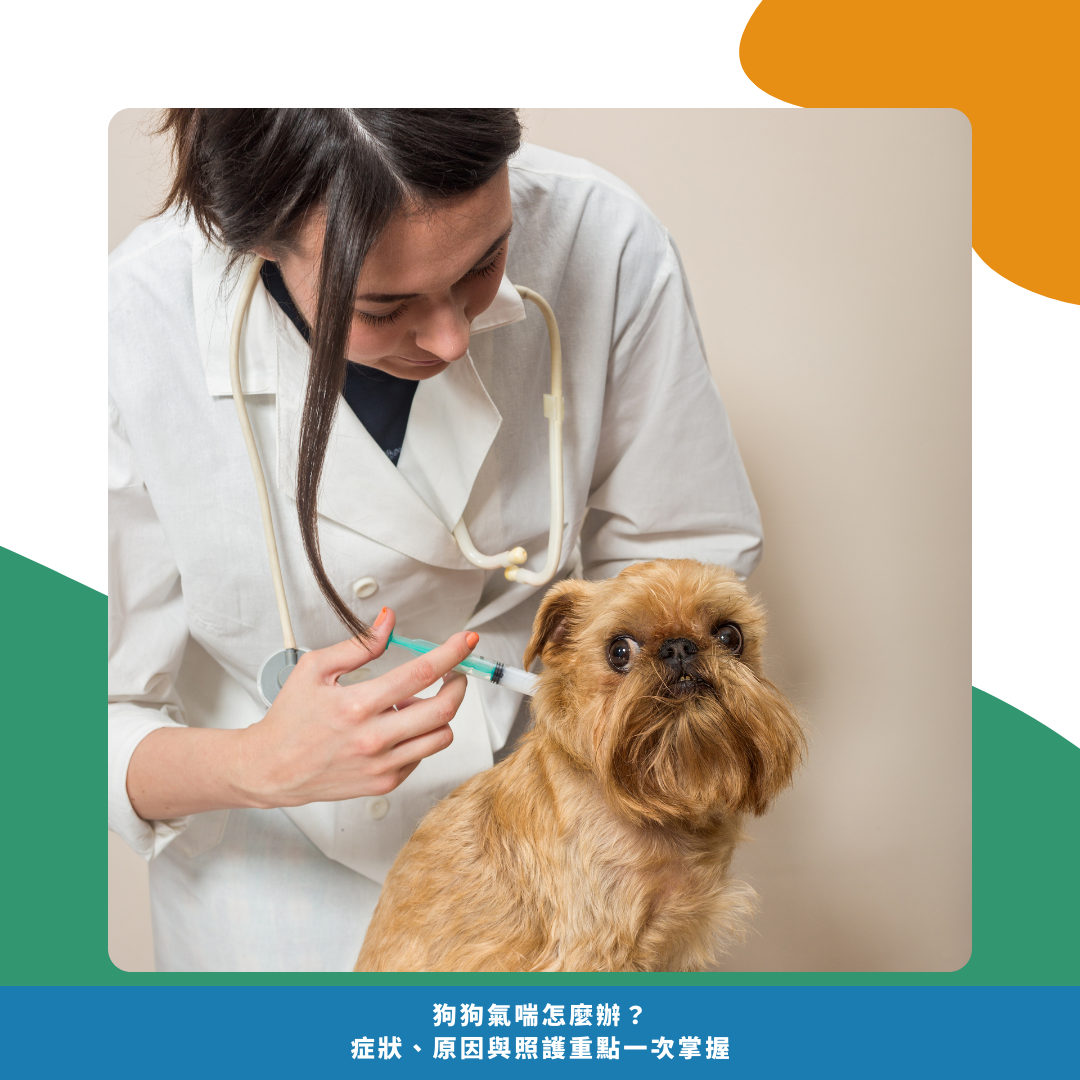 狗狗氣喘日常照護