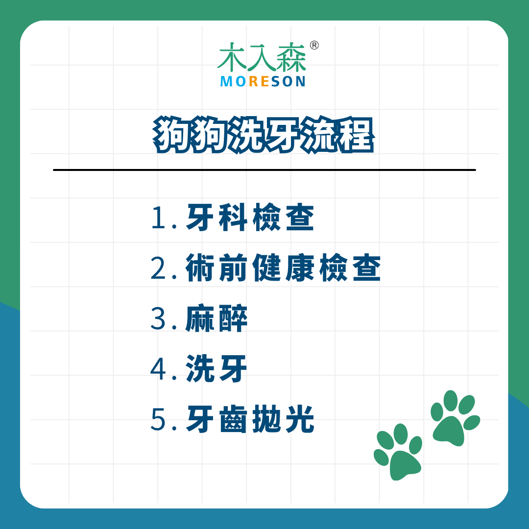 狗狗洗牙很貴嗎？ 狗狗洗牙流程、費用、 麻醉評估與注意事項一次看！