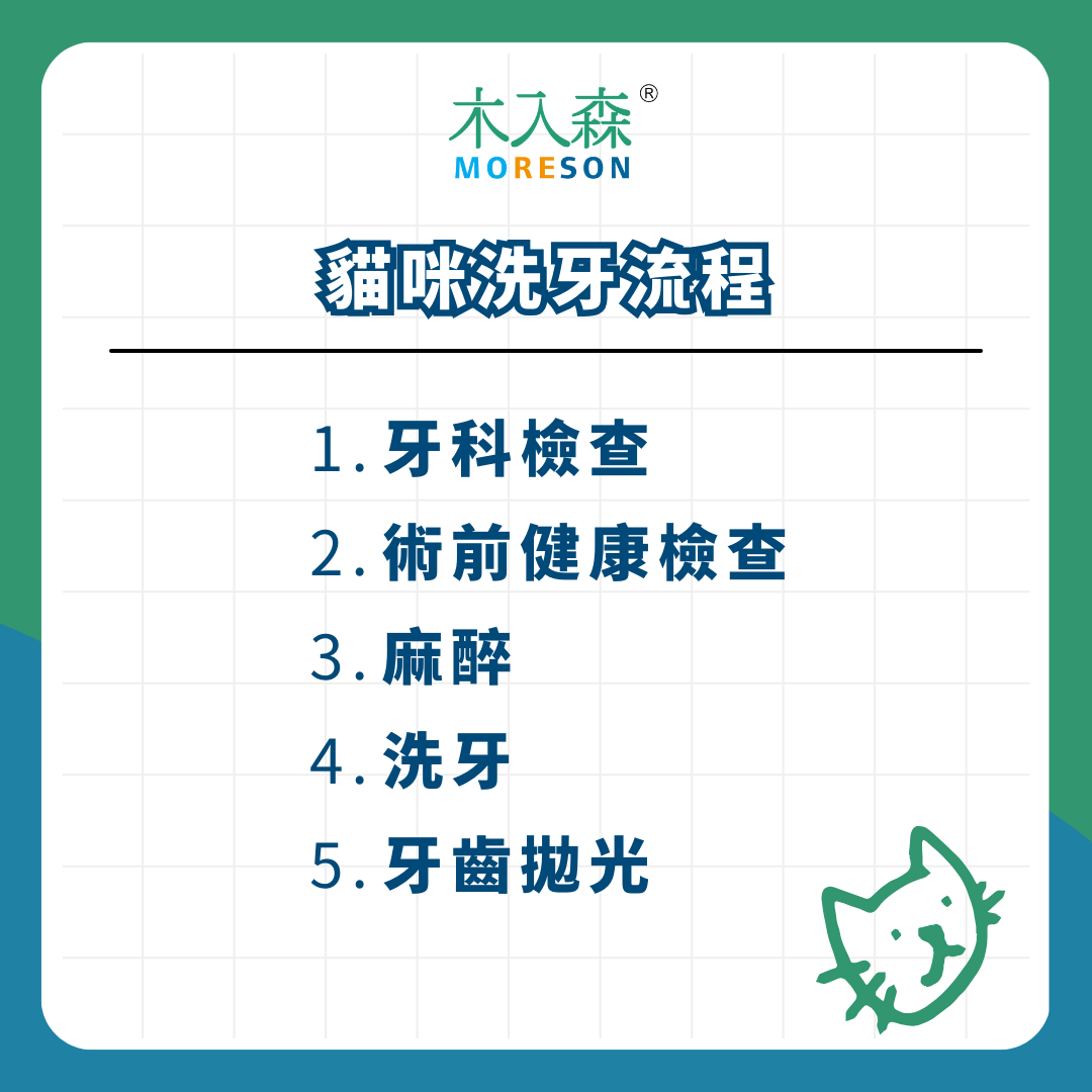 感覺好危險！可以不洗牙嗎？ 貓咪洗牙流程、費用、 麻醉評估與注意事項一次看！