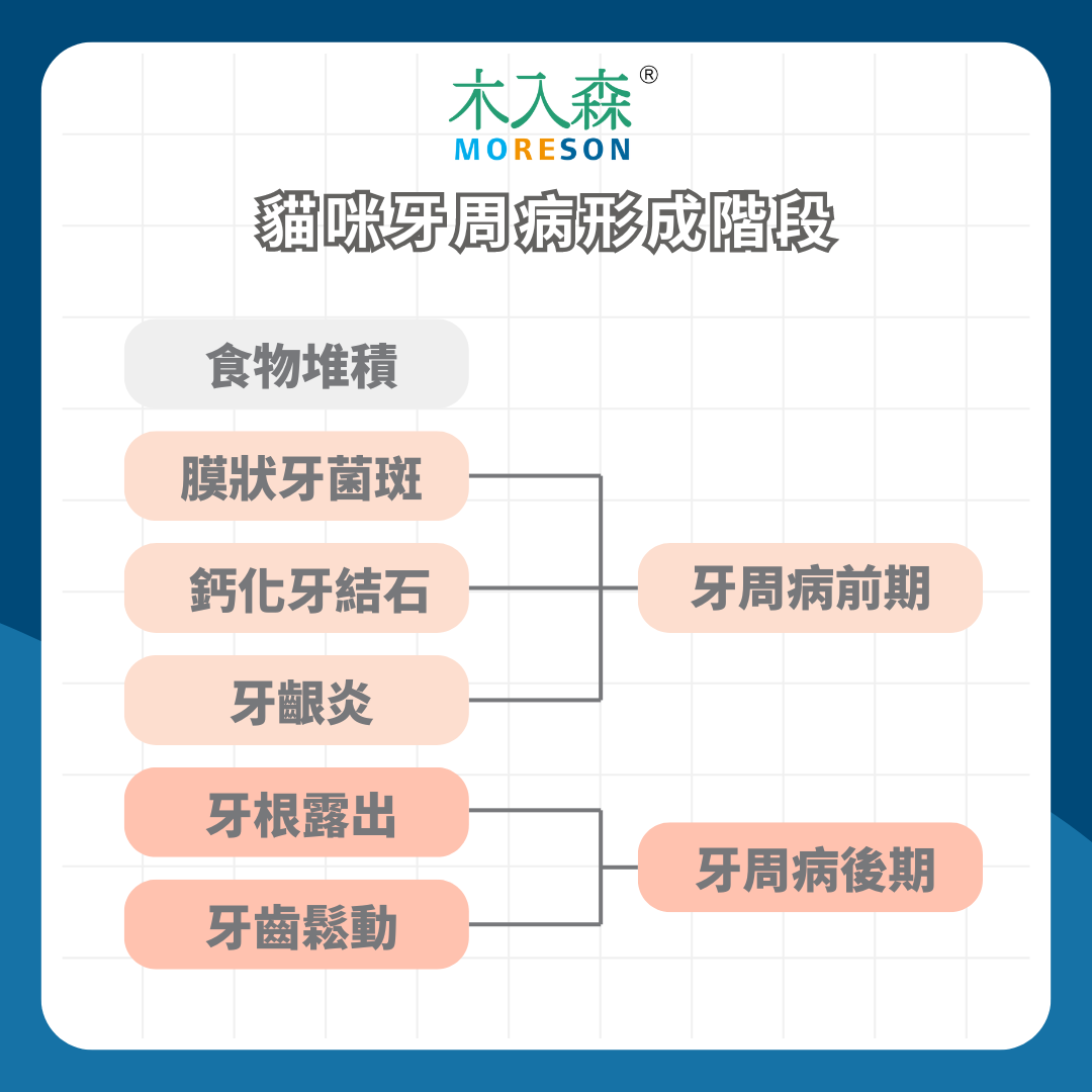 貓咪嘴巴好臭！ 這四種貓咪竟然是高危險族群 如何預防貓咪牙周病？