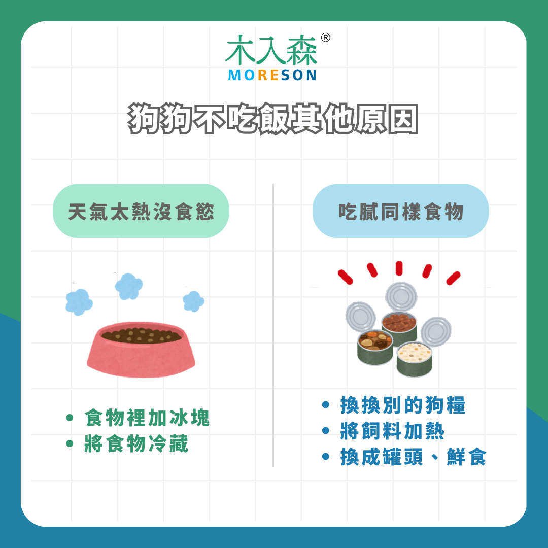 不吃飯只喝水！狗狗不吃飯怎麼辦？小心可能是這常見 5 種疾病