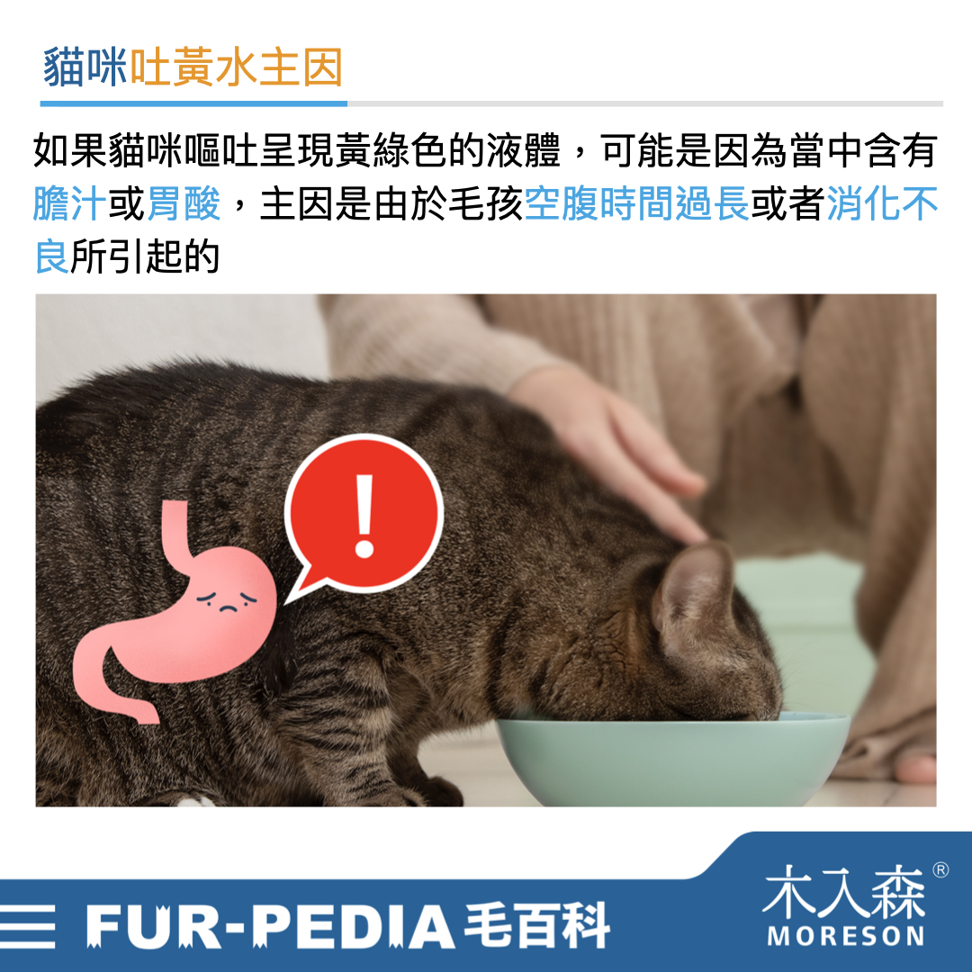 天啊！貓咪吐黃水該如何處理？為什麼貓咪會吐黃水？