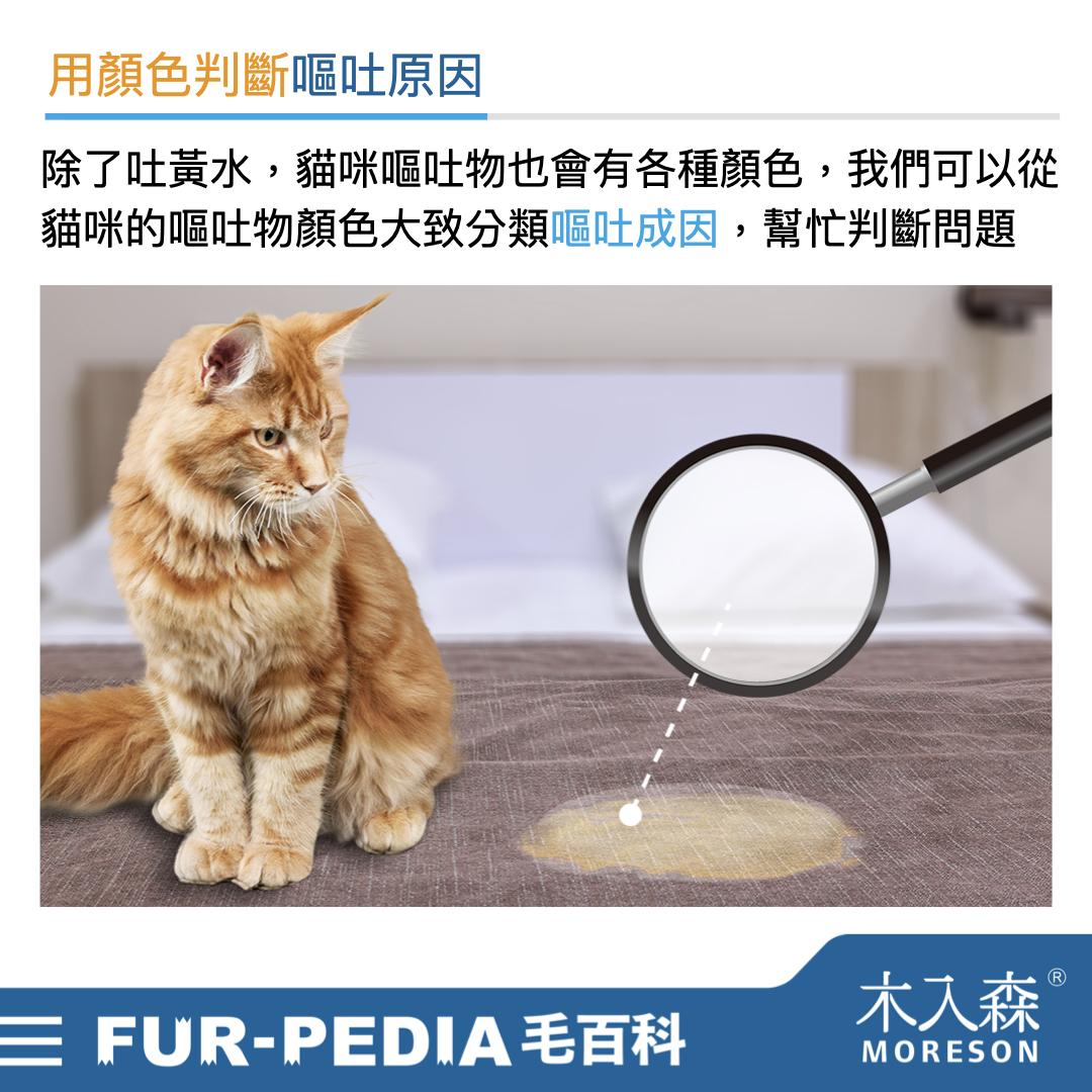 天啊！貓咪吐黃水該如何處理？為什麼貓咪會吐黃水？