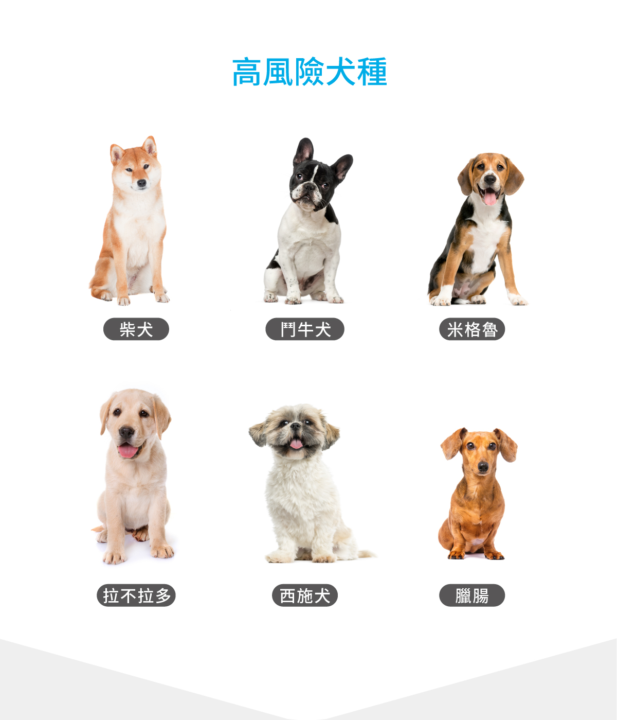 木入森 犬寶膚立好