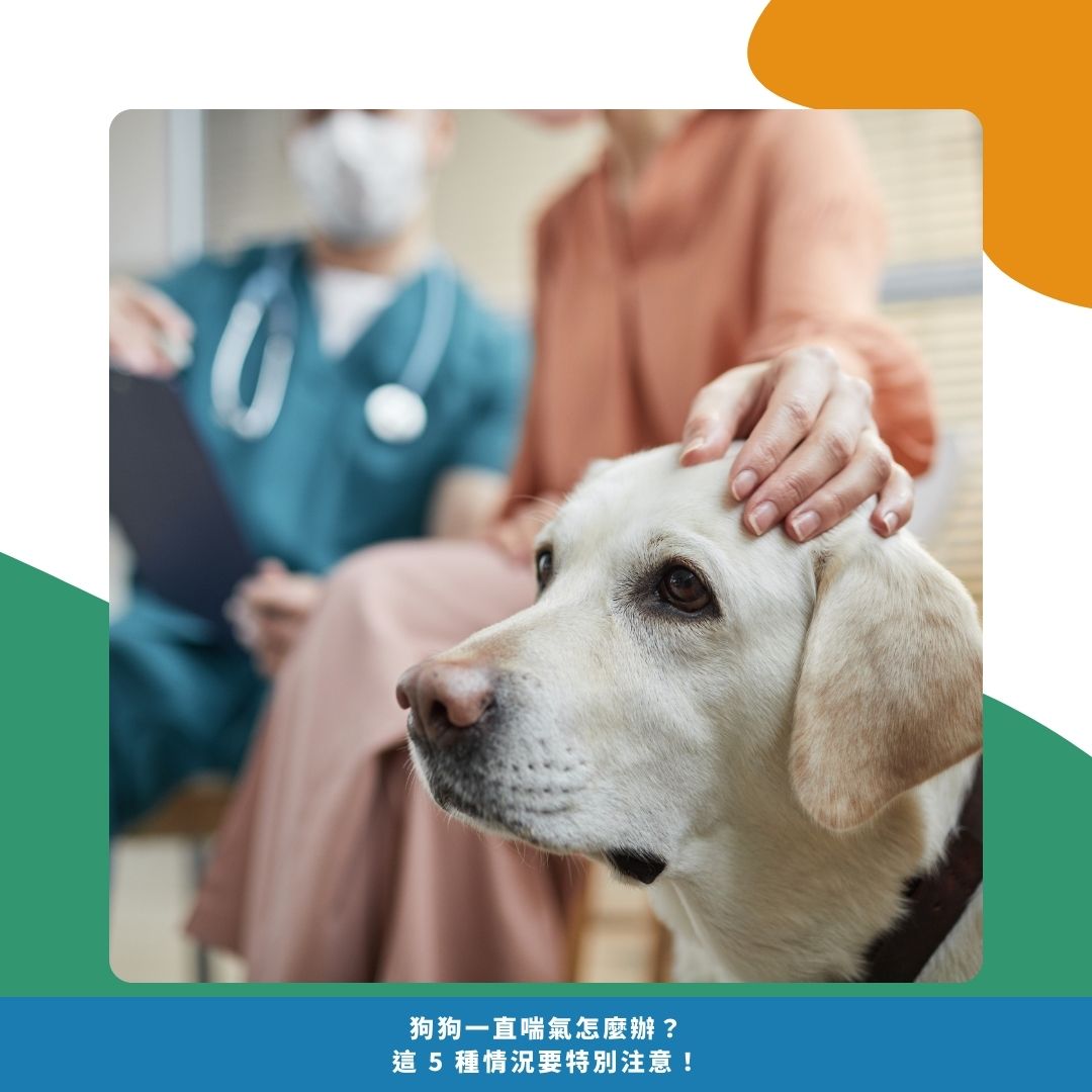 狗狗喘不停？飼主最常問的 3 個問題