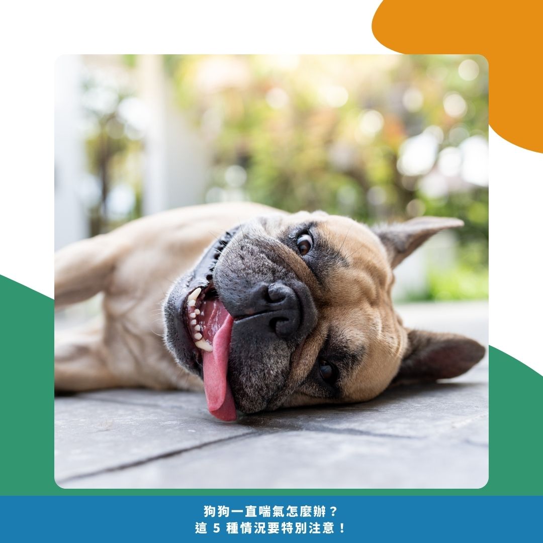 狗狗喘不停時怎麼辦？