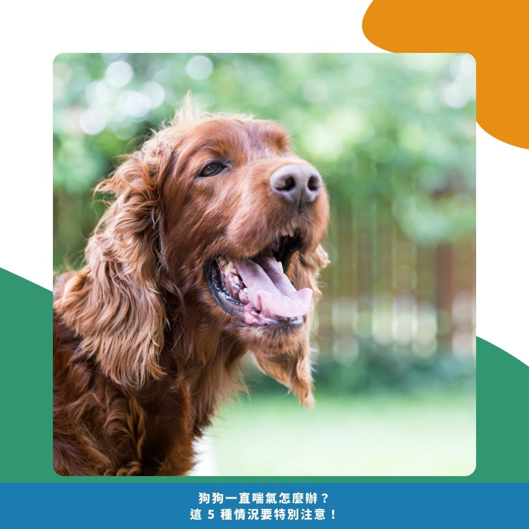 狗狗喘氣正常嗎？三招教你精準判斷