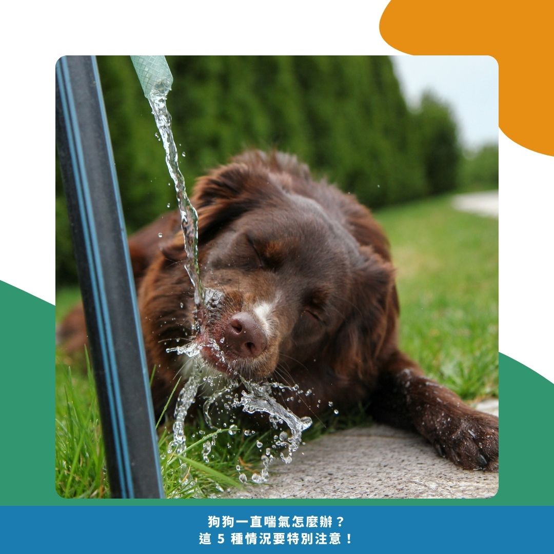 狗狗夏天怎麼顧 6 個細節讓牠更舒服