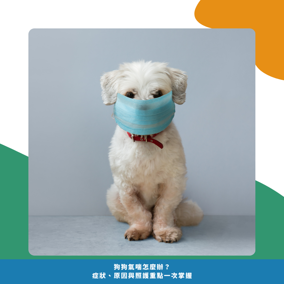 狗狗氣喘可能原因