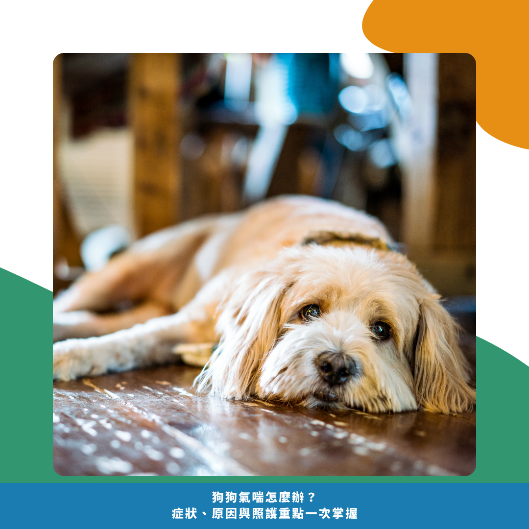 狗狗氣喘常見症狀