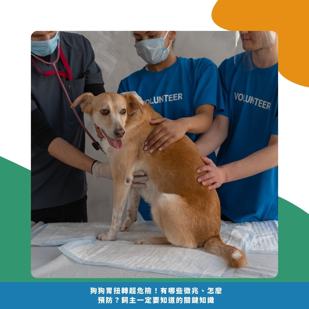 狗狗胃扭轉的治療與風險
