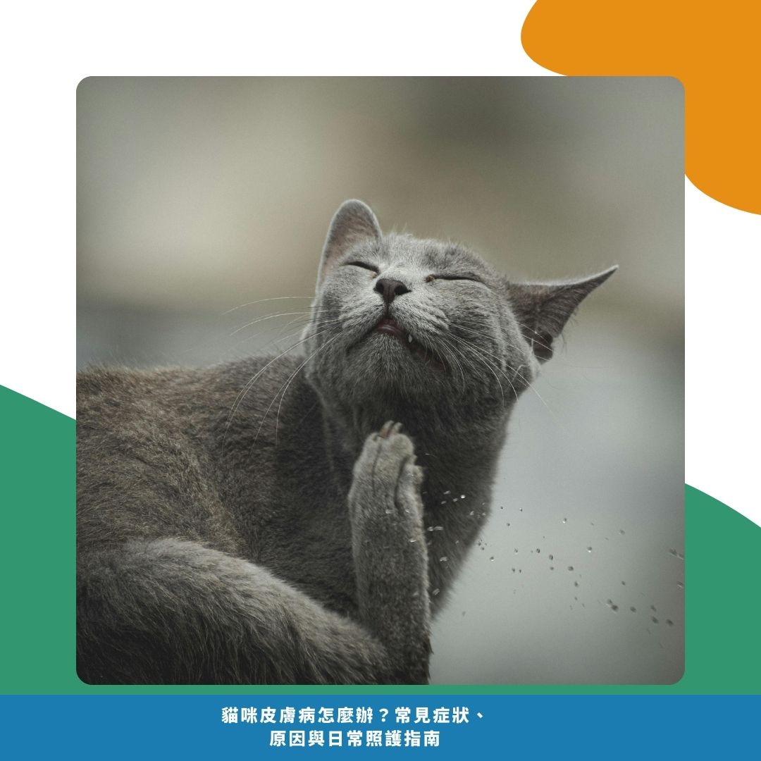 貓咪皮膚病的常見症狀