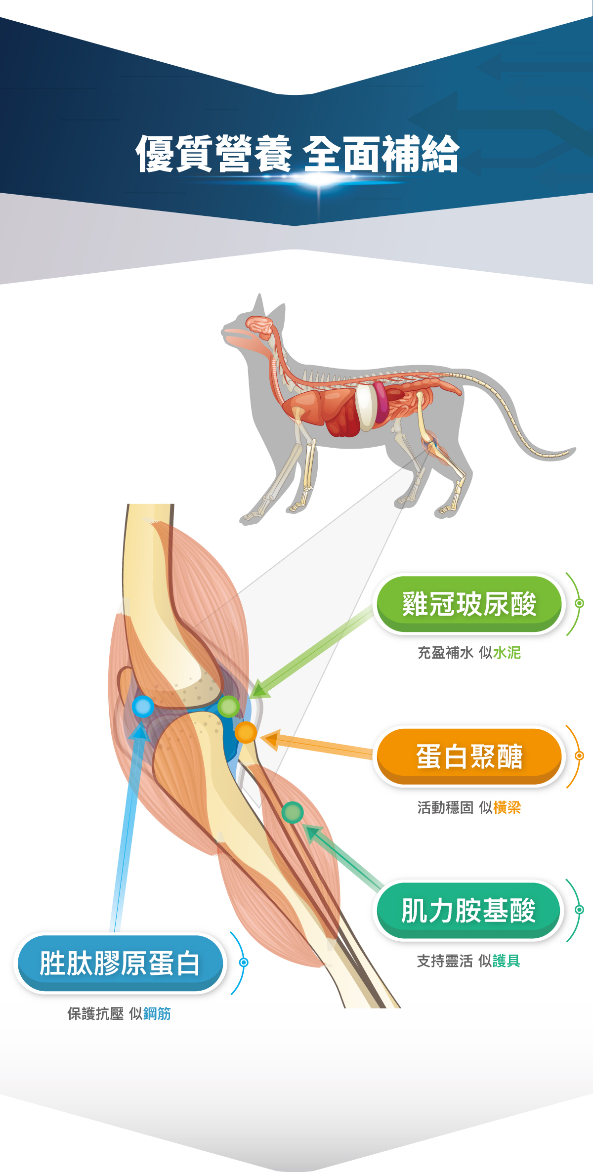 木入森 貓咪有關膝 60顆｜貓咪關節保健