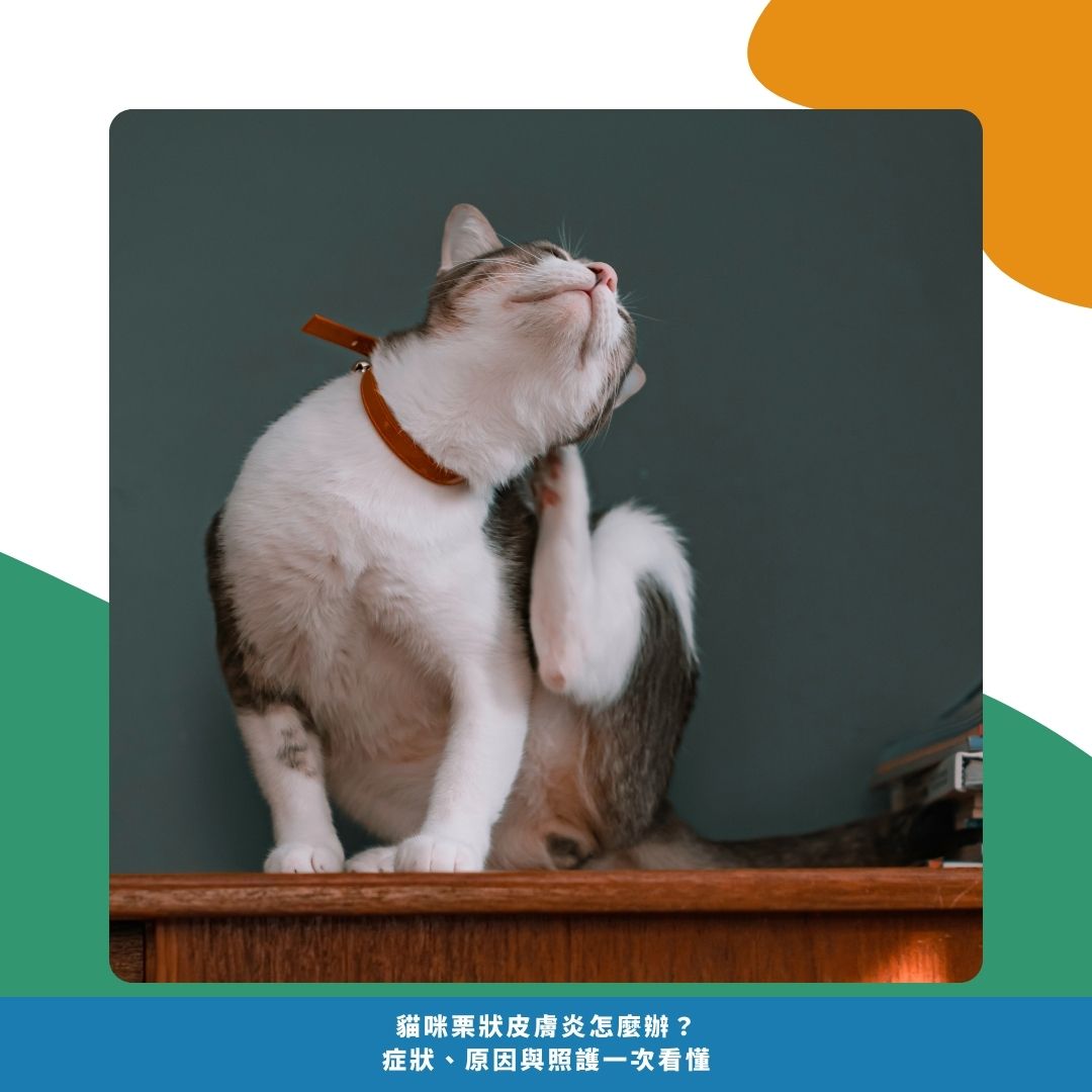 貓栗狀皮膚炎是什麼？