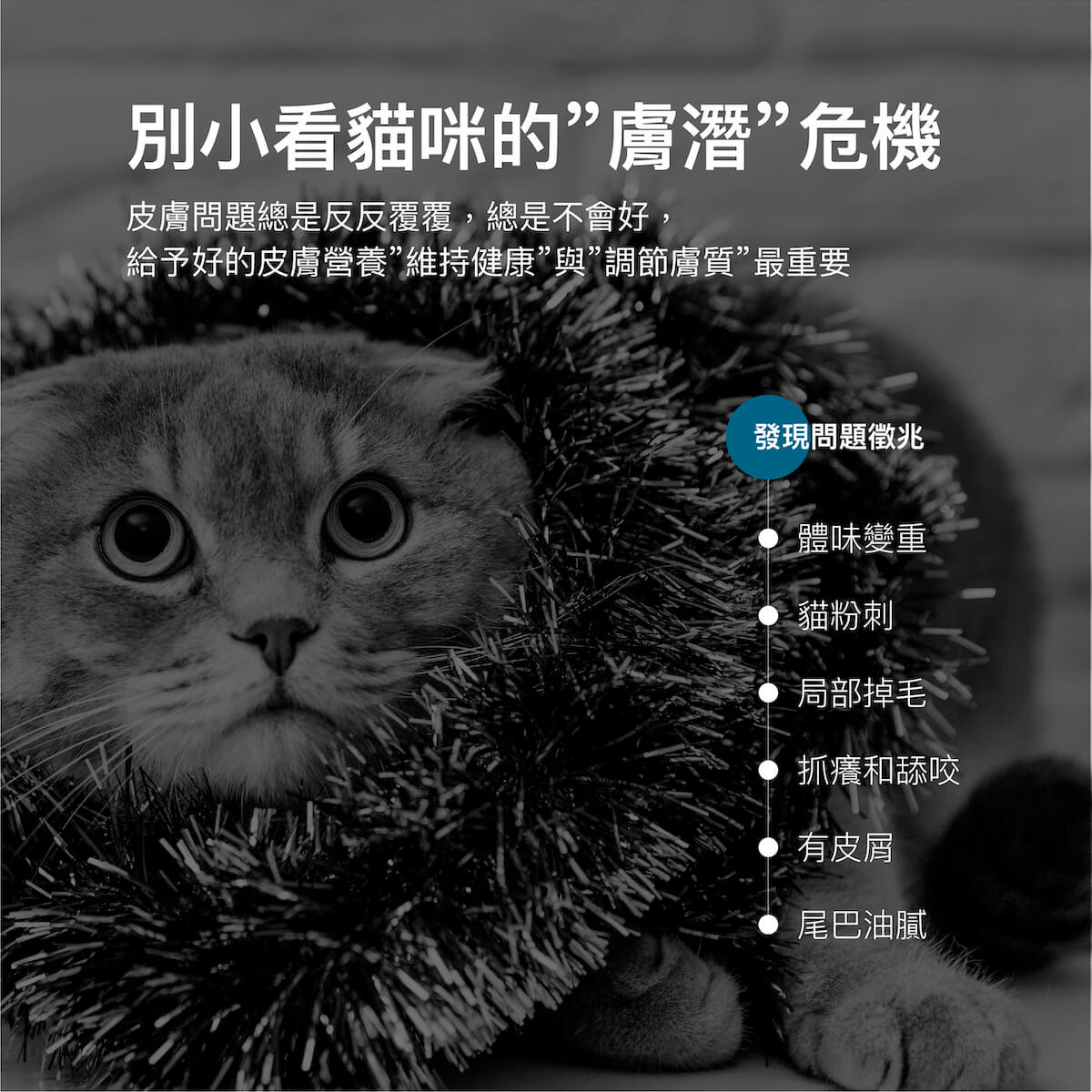 木入森 貓咪膚立好｜貓咪皮膚保健食品