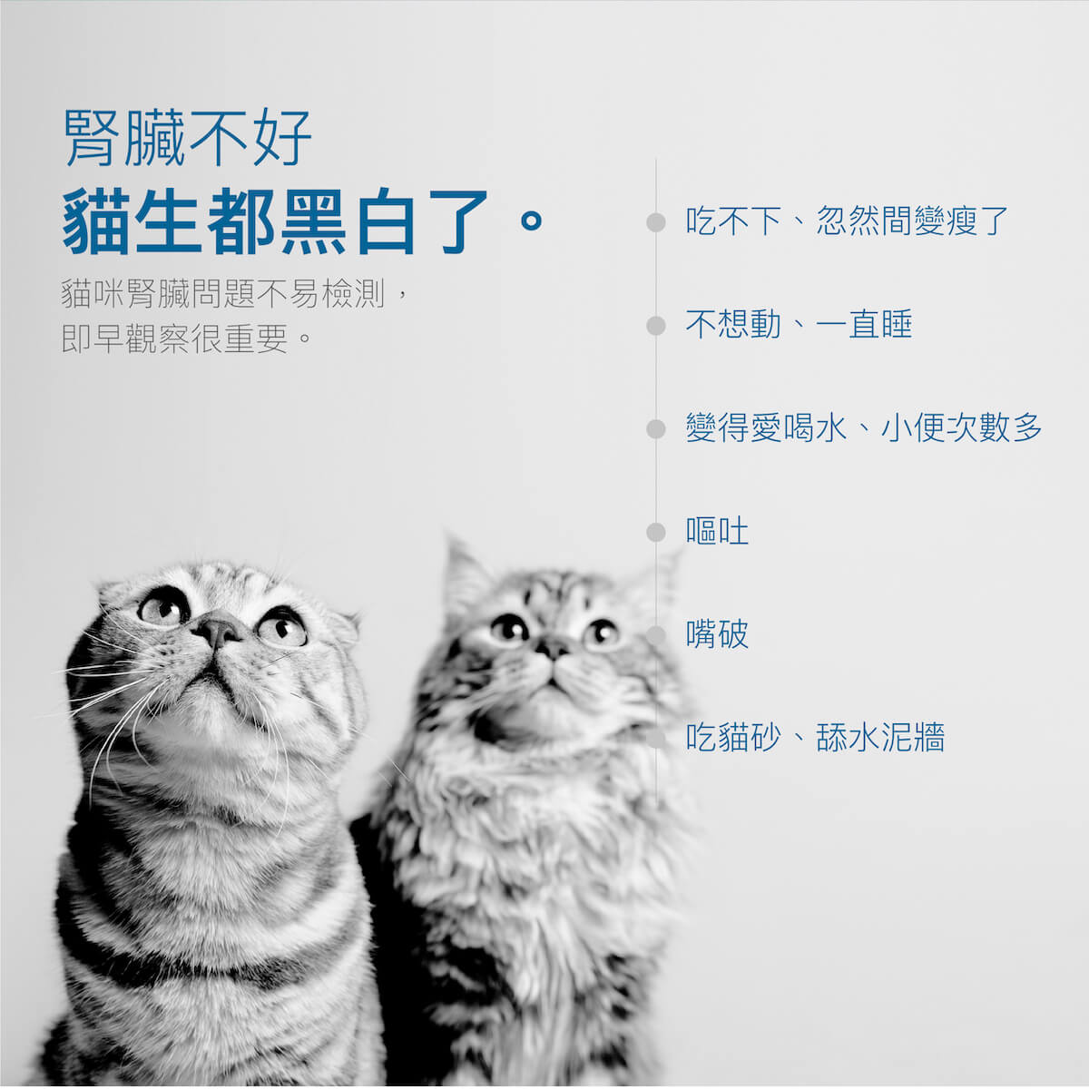 木入森 貓咪保腎利｜貓咪腎臟保健