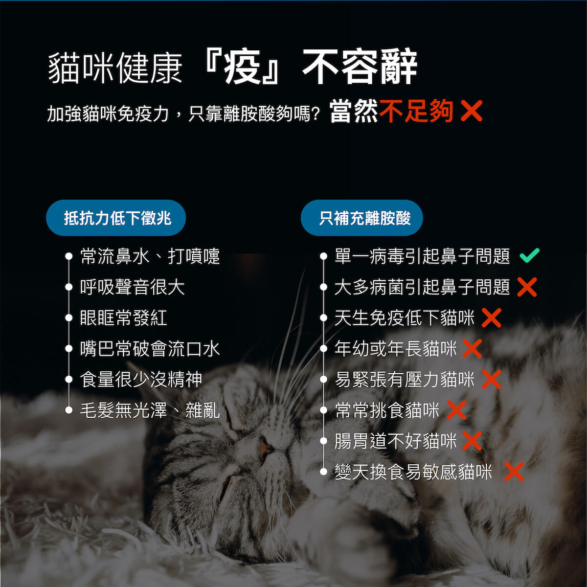 木入森 貓咪護疫升｜離胺酸等六大免疫配方