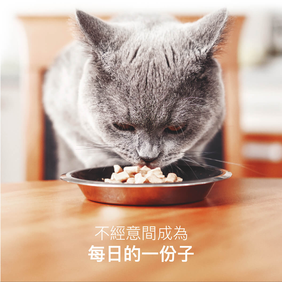 木入森 貓咪好規泌｜貓咪蔓越莓